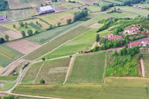 Spertino vineyard