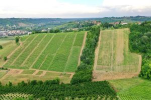 Spertino vineyard
