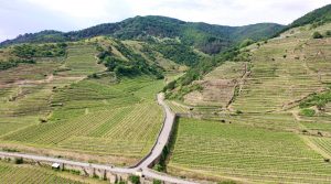 Tegernseerhof vineyard