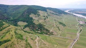 Tegernseerhof vineyard