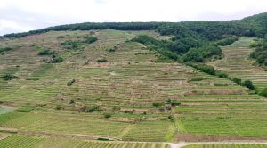 Tegernseerhof vineyard