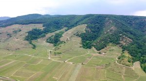 Tegernseerhof vineyard