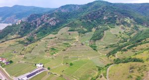 Tegernseerhof vineyard