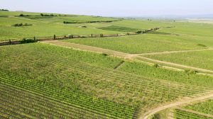 Wechsler vineyard