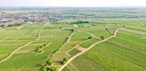 Wechsler vineyard