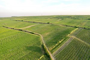 Wechsler vineyard