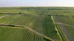 Wechsler vineyard
