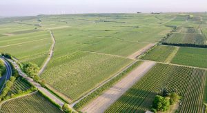 Wechsler vineyard