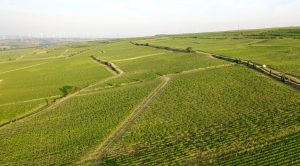 Wechsler vineyard