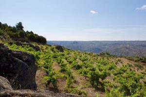 Arribas vineyards