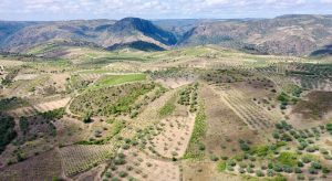Arribas vineyards