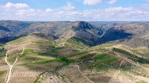 Arribas vineyards