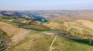 Arribas vineyards