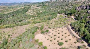 Arribas vineyards