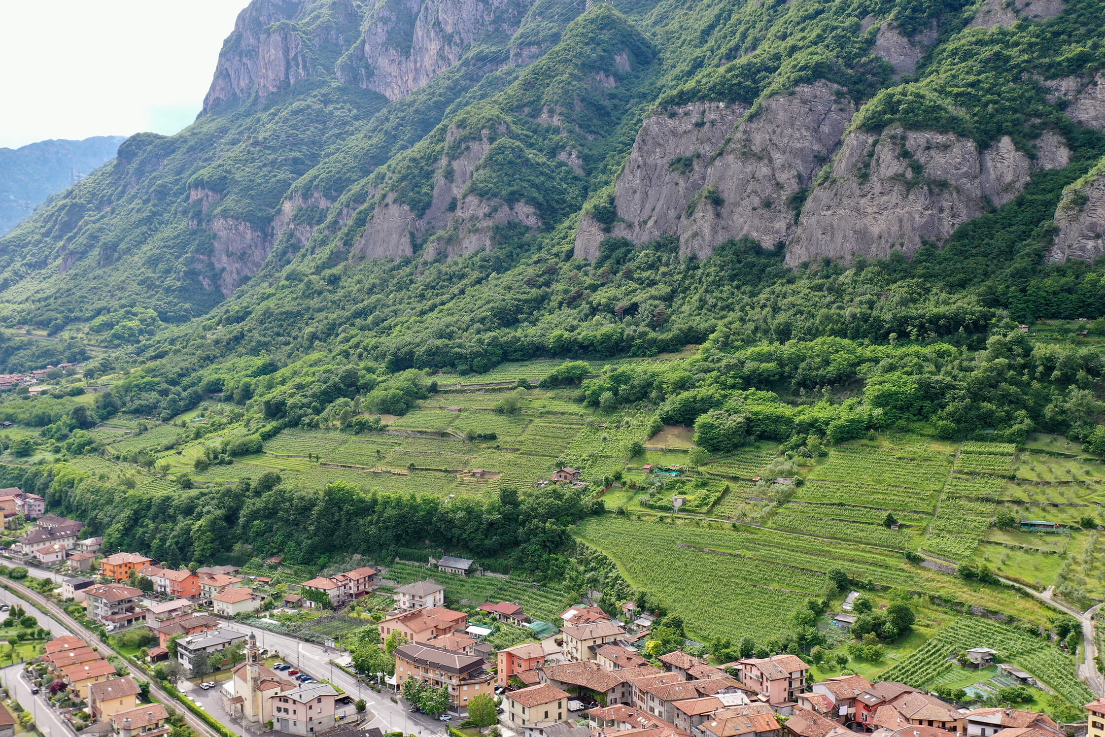 Enrico Togni vineyards