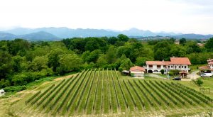 Zambolin vineyard