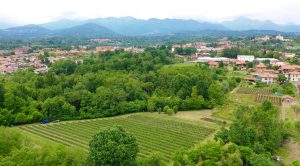 Zambolin vineyard