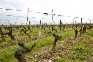 Nicolas Pointeau “Domaine de la Sablière”