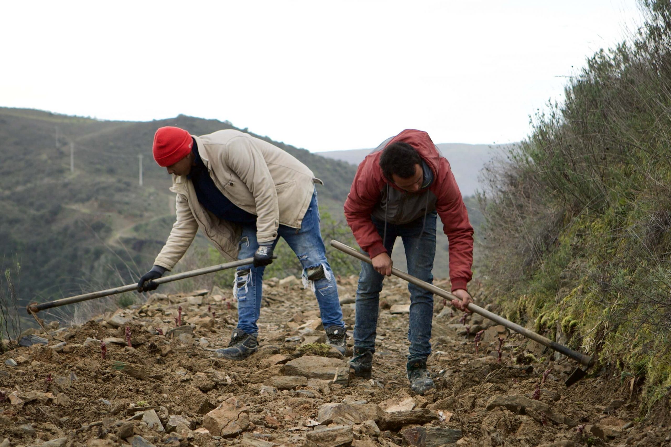 New vineyards on Monte Xisto