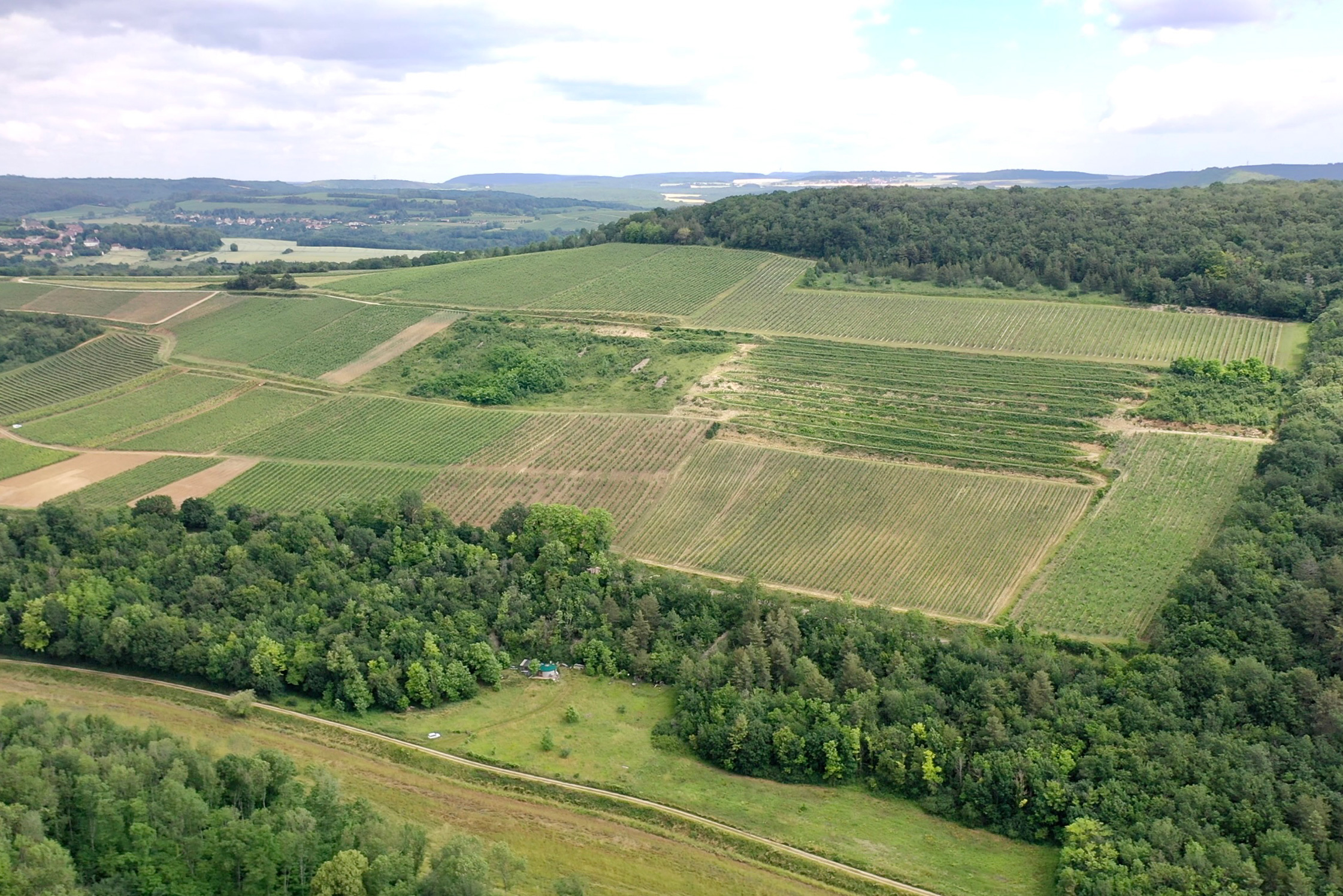 Lush vineyards and green landscape