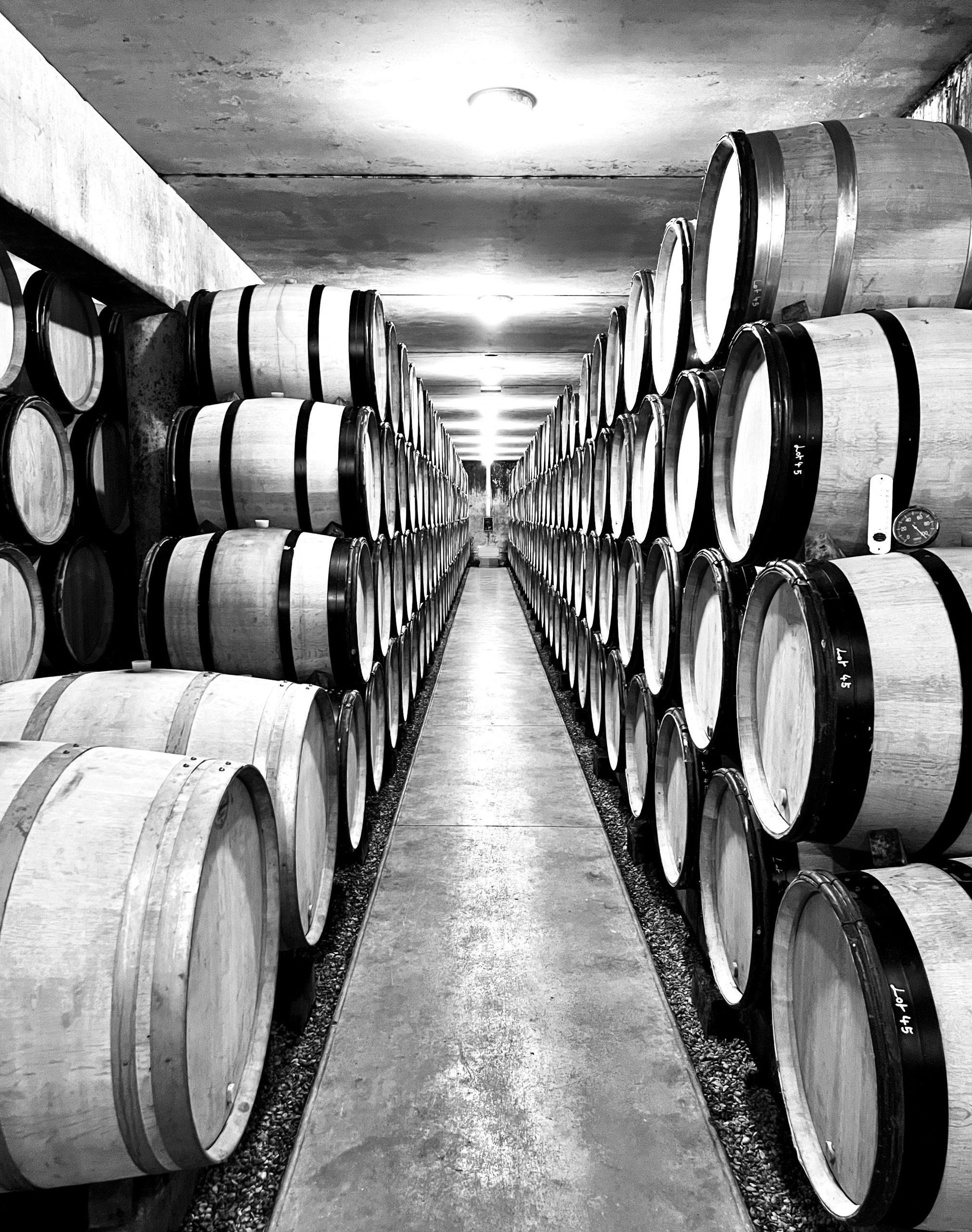 Rows of wooden wine barrels
