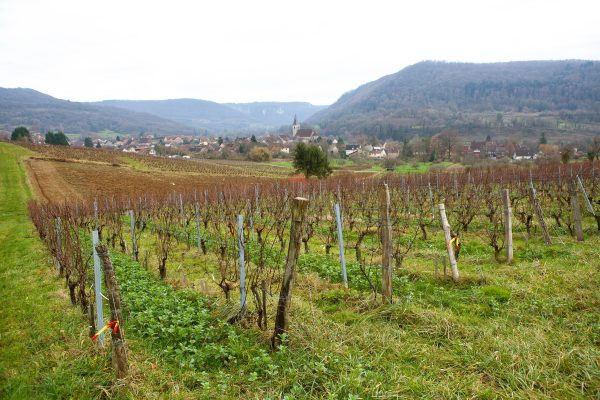 Field of vines in the Jura valley