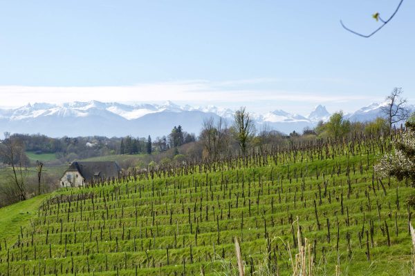 Green terraced vineyards