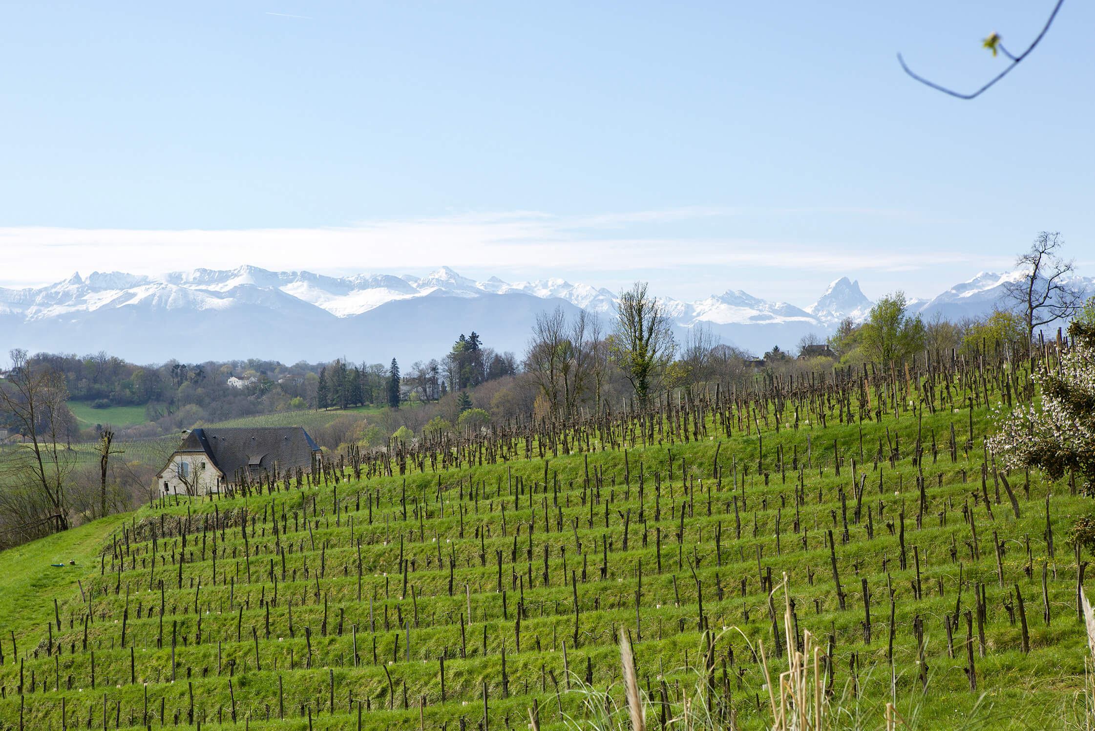 Green terraced vineyards