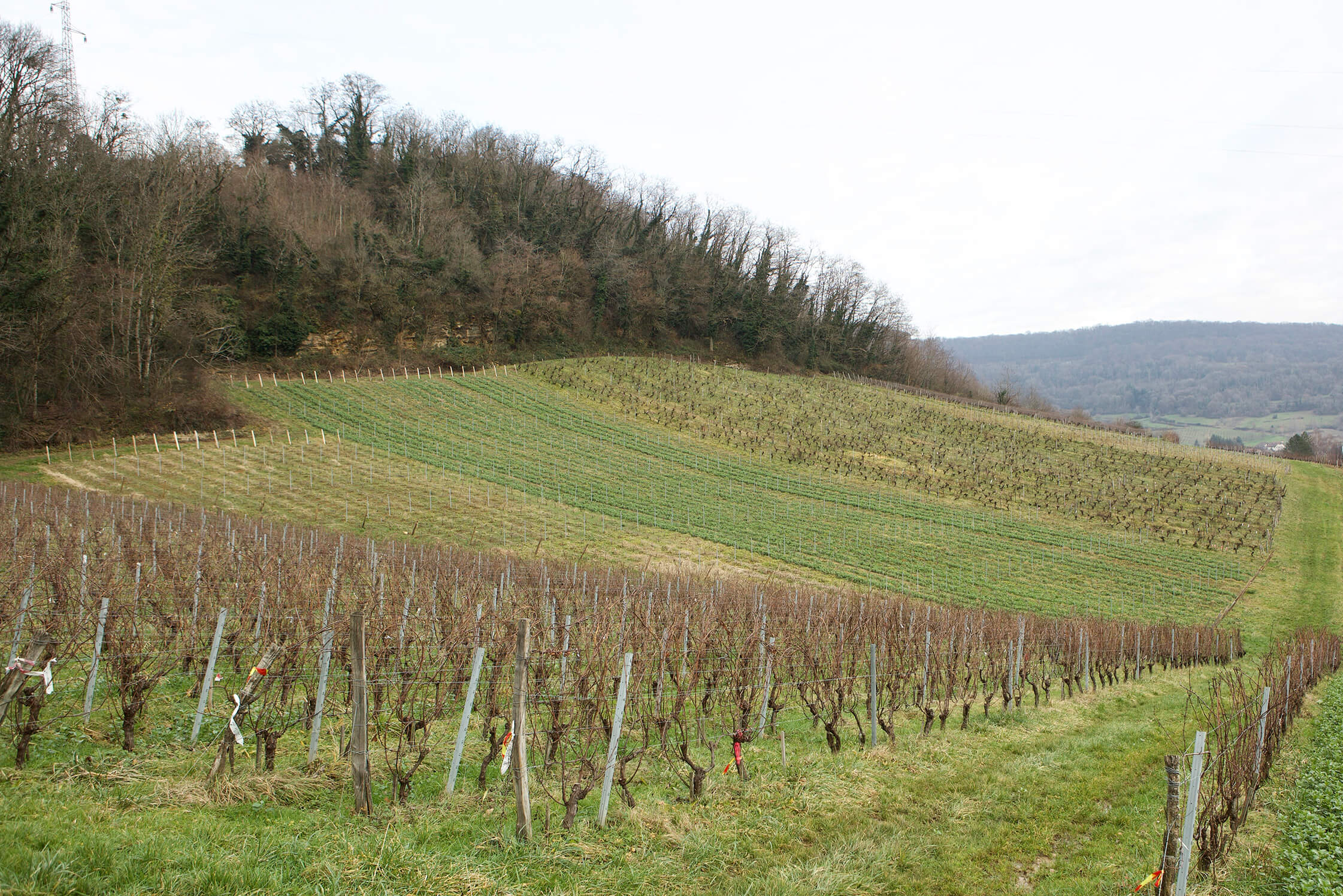 Vineyard in the Jura hills