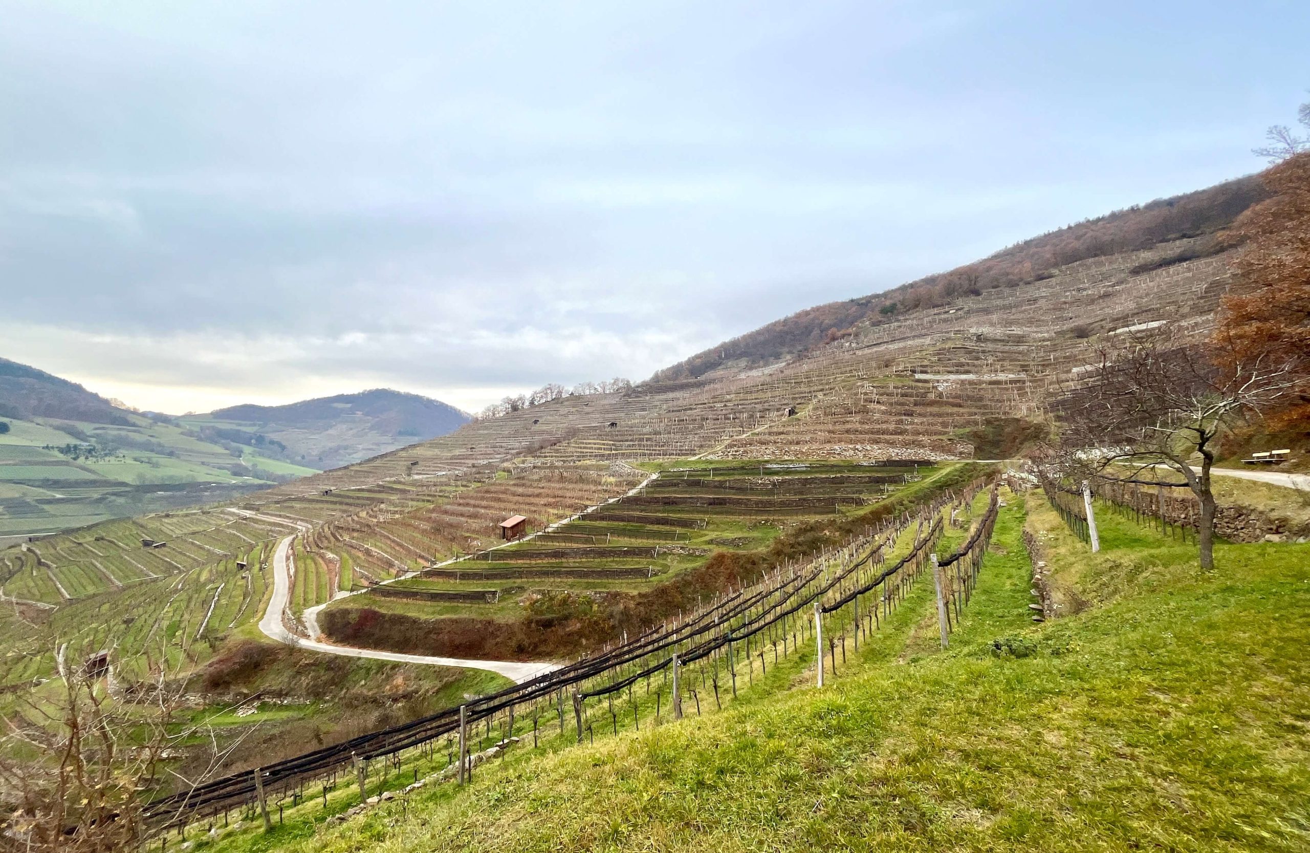 Landscape with hill and vineyard terraces in the Spitzer Graben