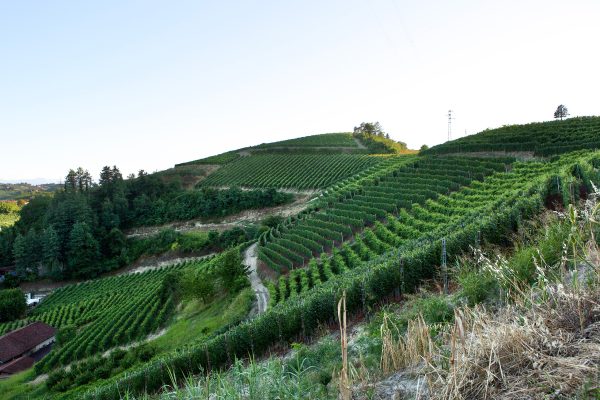 Alberto Oggero vineyards, Roero