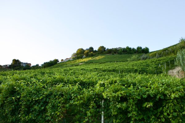 Alberto Oggero vineyards, Roero