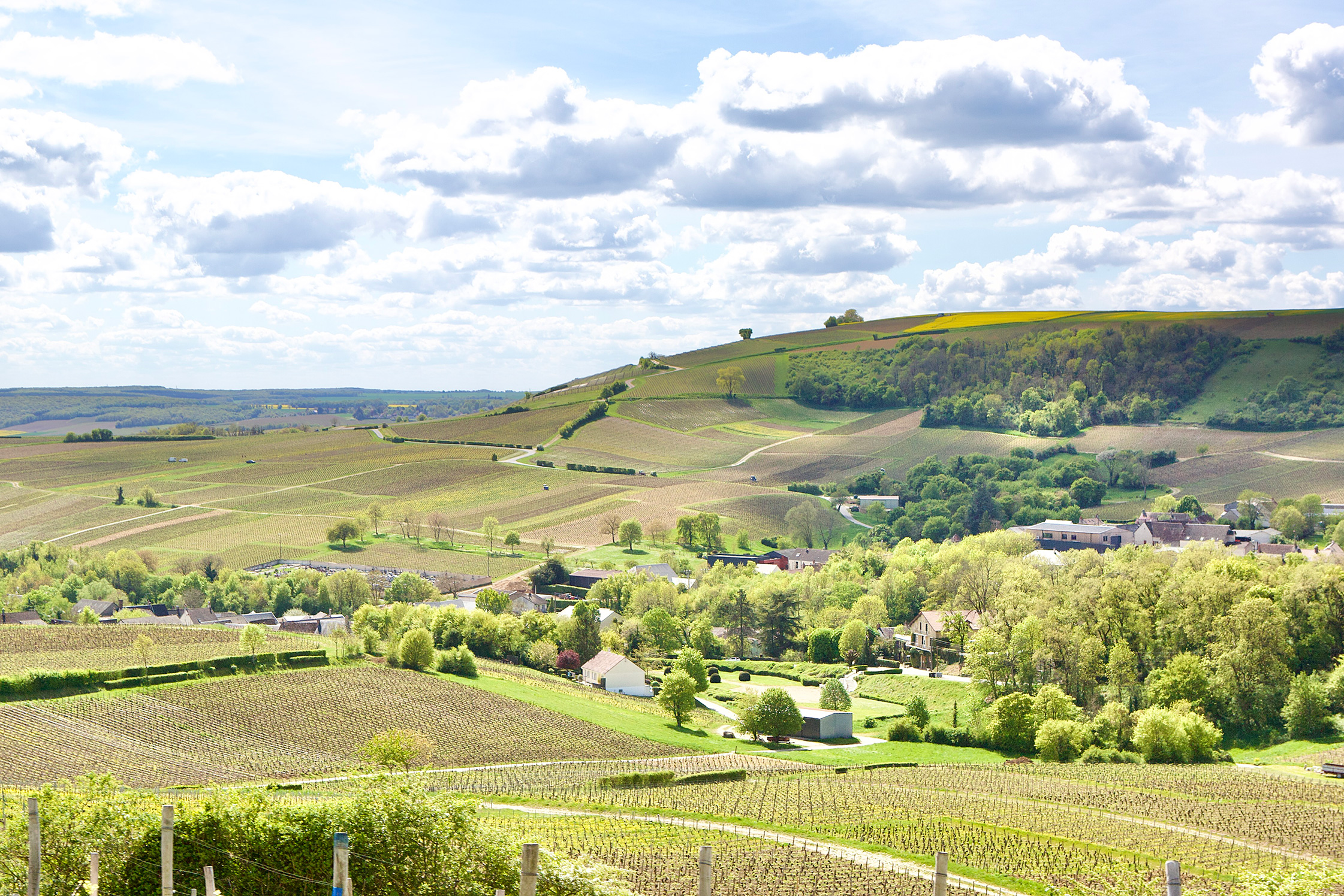 Francois Crochet vineyards