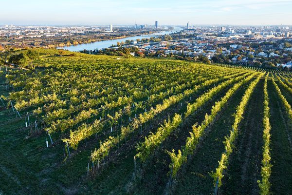 Hajszan Neumann vineyard rows on the Nussberg, Vienna