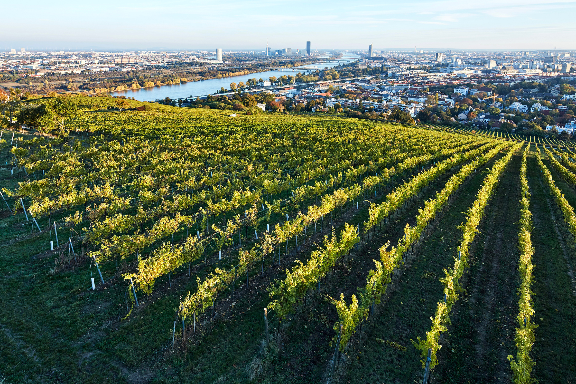 Hajszan Neumann vineyard rows on the Nussberg, Vienna