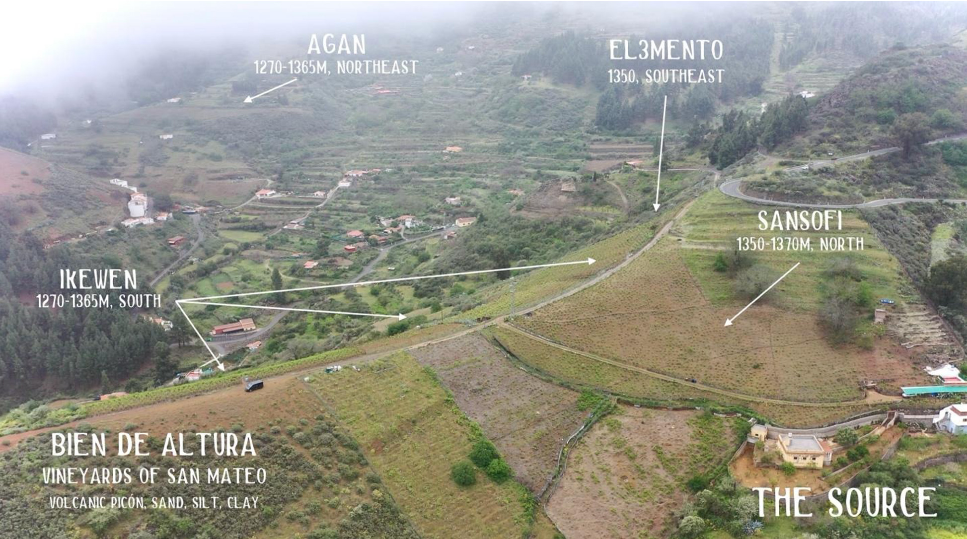 Bien de Altura vines in Gran Canaria