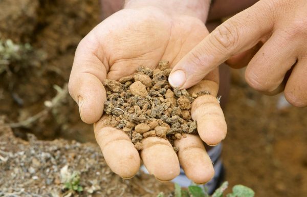 Bien de Altura terroir in Gran Canaria