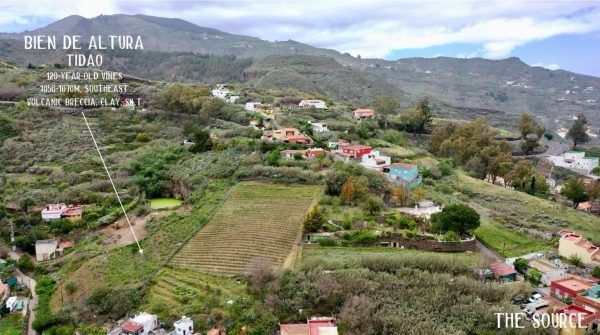 Bien de Altura vines in Gran Canaria