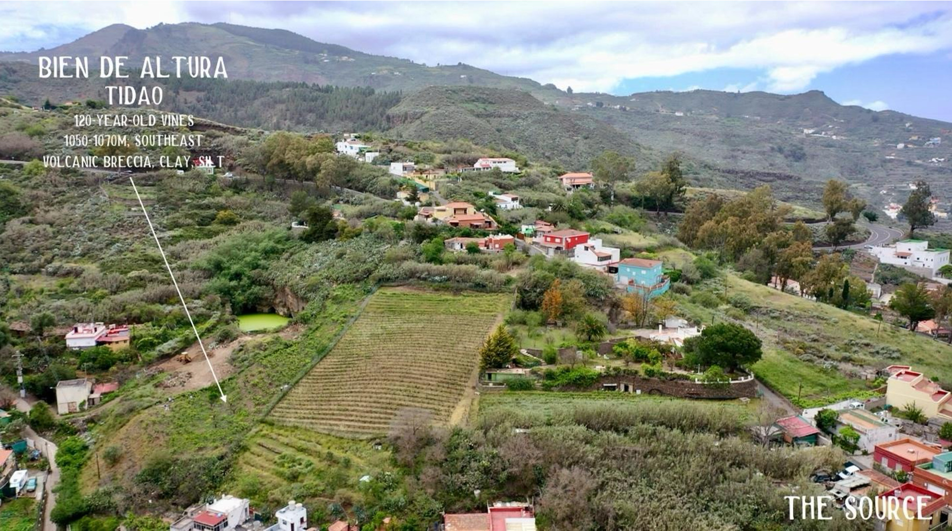 Bien de Altura vines in Gran Canaria