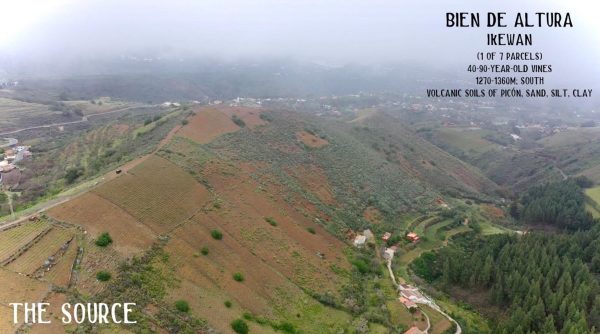 Steep volcanic vineyard terraces at Bien de Altura, northeast Gran Canaria