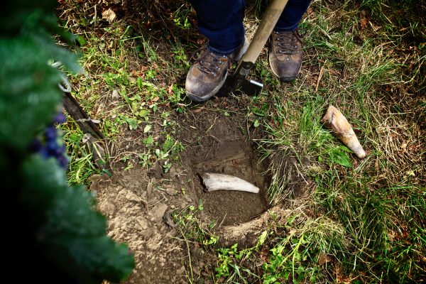 Burying biodynamic preparation in the Hajszan Neumann vineyard