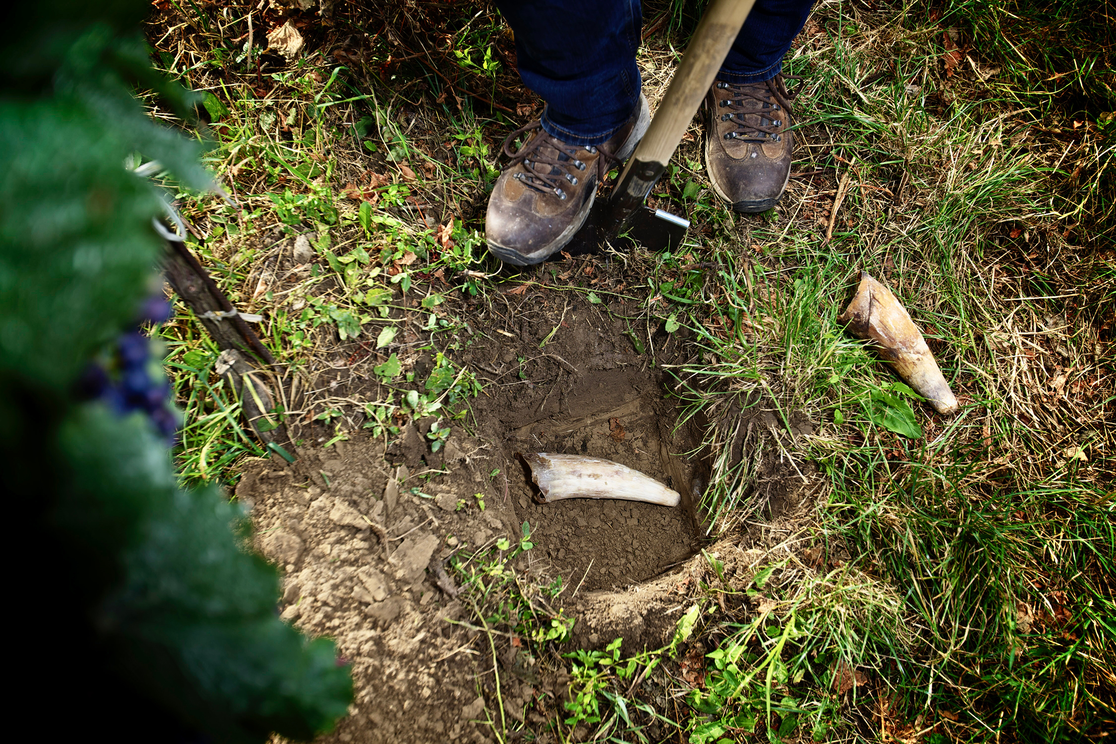 Burying biodynamic preparation in the Hajszan Neumann vineyard