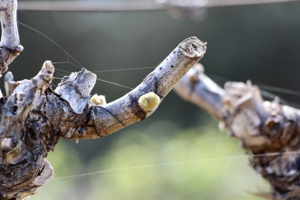 Vine growing season