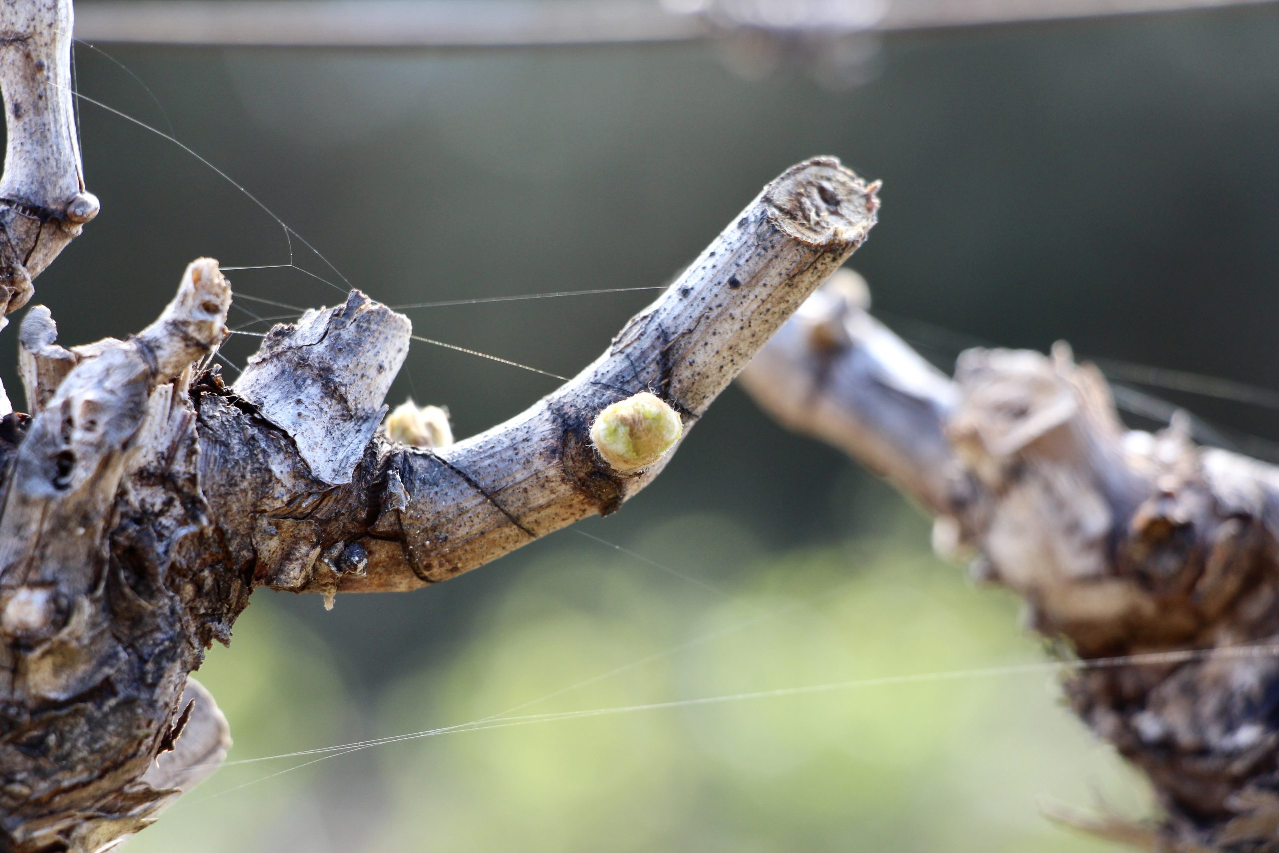 Vine growing season 