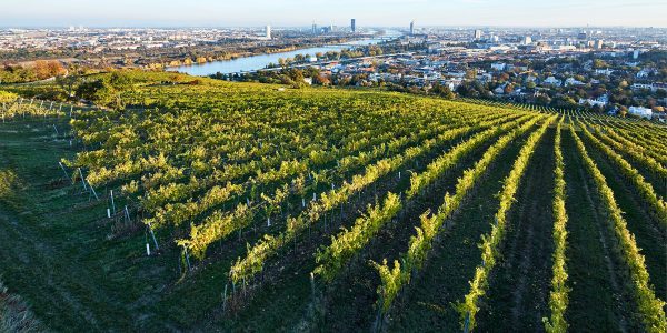 Nussberg Ried Gollin