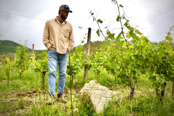 Winemaker Giacomo Baraldo walking through his vineyard in Tuscany, Italy