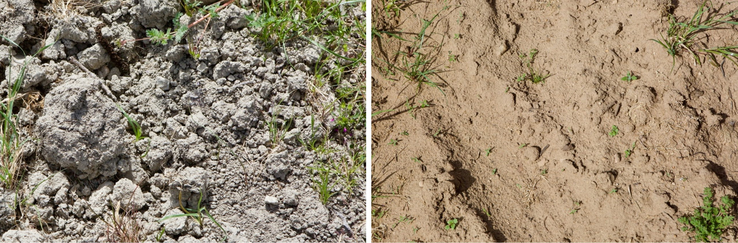Siliceous sand soil at Le Puy-Notre-Dame