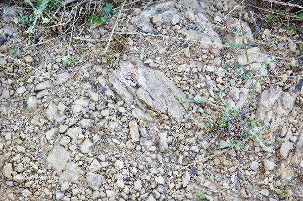 Rocky vineyard floor at Maneterra showing mineral-rich soils in Liguria.