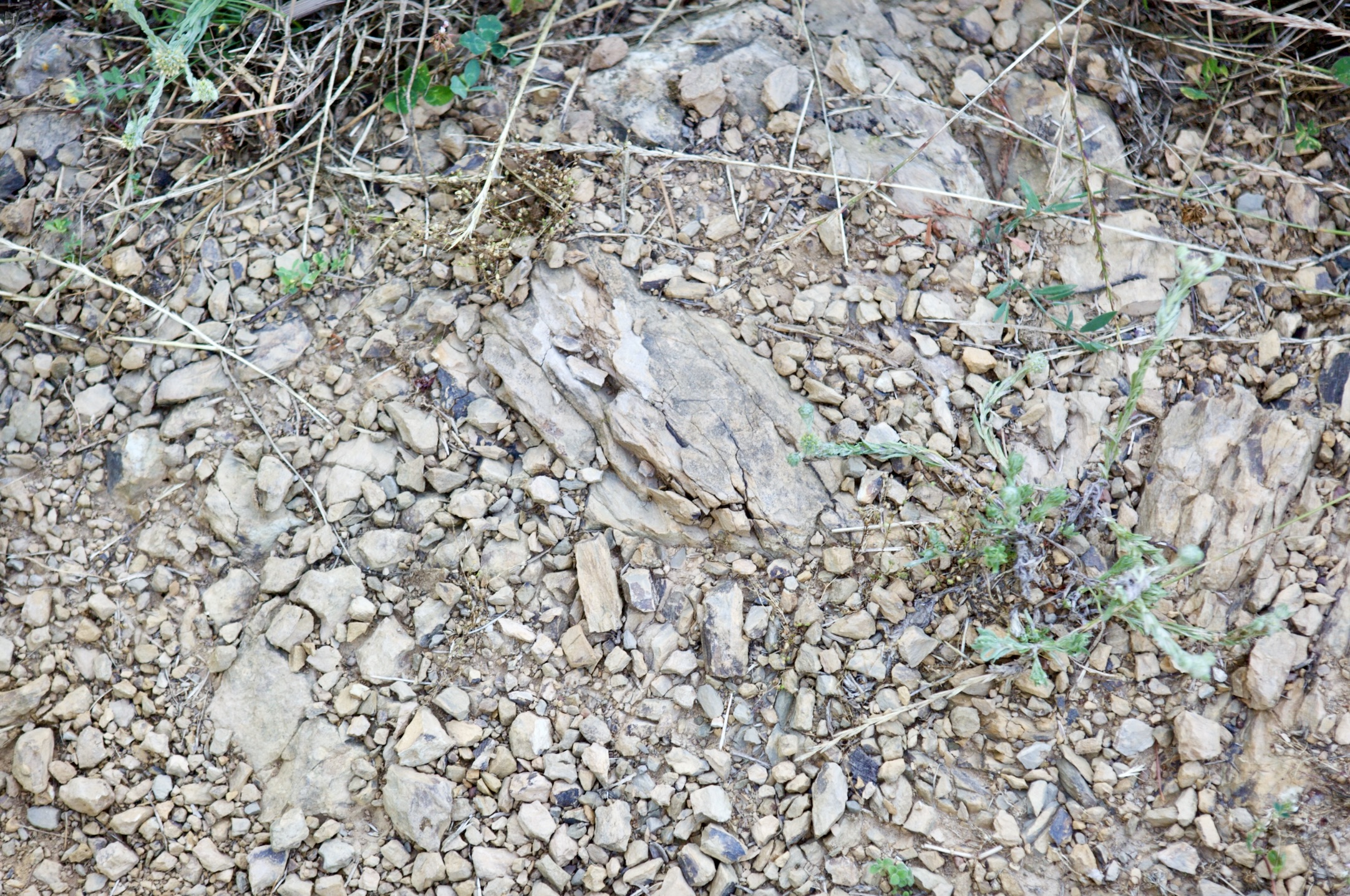 Rocky vineyard floor at Maneterra showing mineral-rich soils in Liguria.