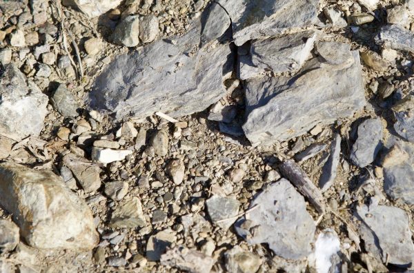 Rocky shale and stone soils in Maneterra's organic vineyards in Liguria, Italy.